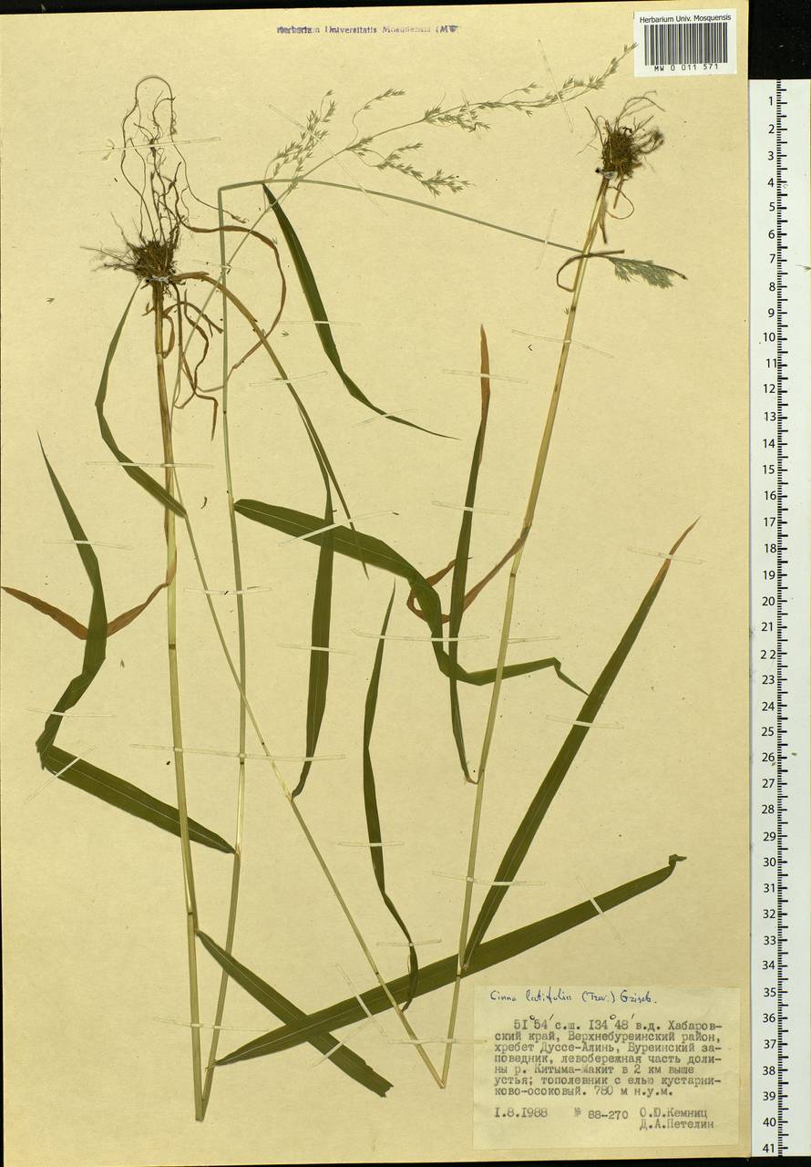 Cinna latifolia (Trevir.) Griseb., Siberia, Russian Far East (S6) (Russia)