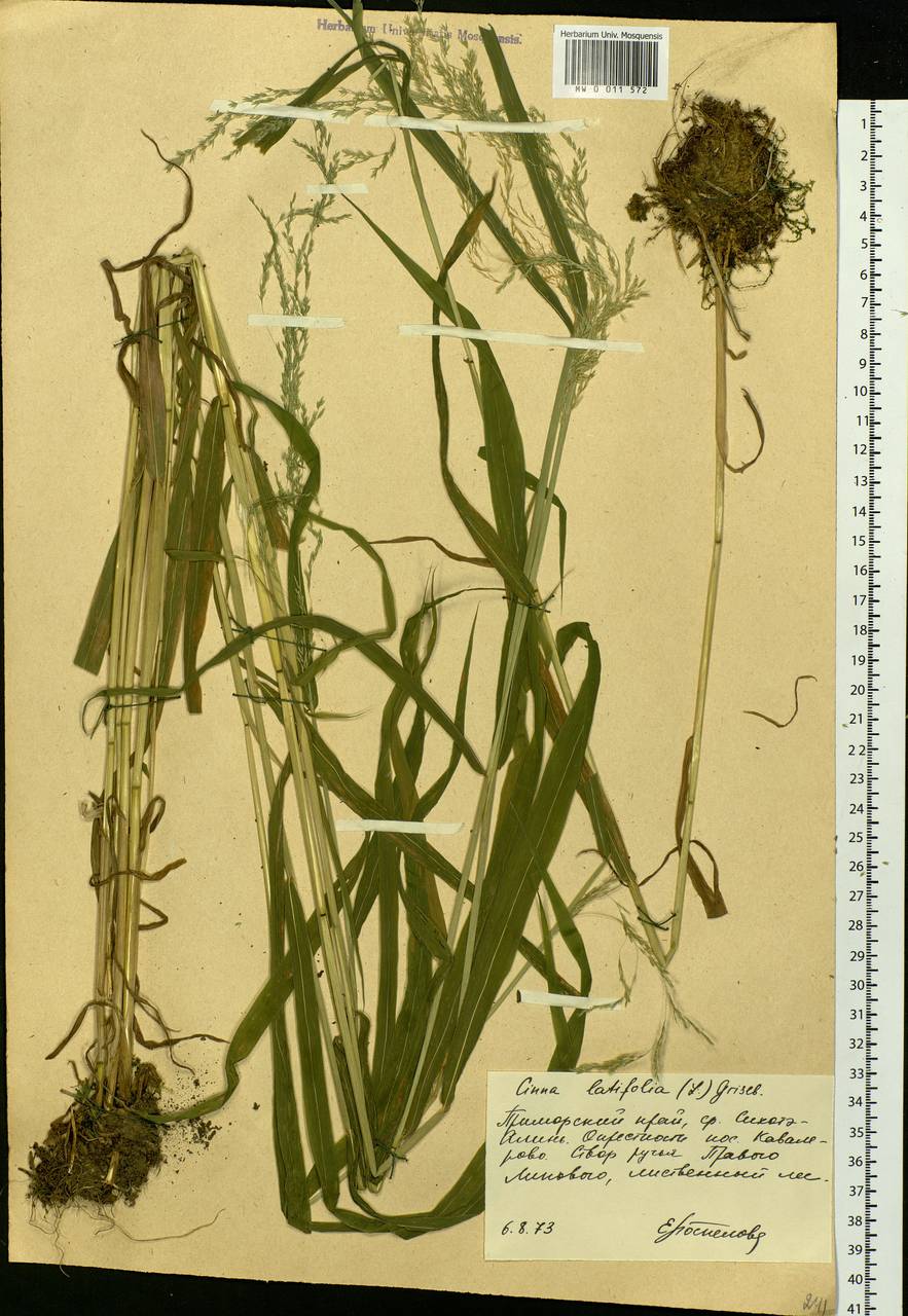 Cinna latifolia (Trevir.) Griseb., Siberia, Russian Far East (S6) (Russia)