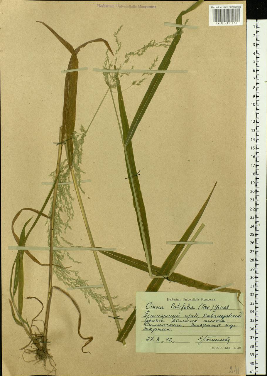 Cinna latifolia (Trevir.) Griseb., Siberia, Russian Far East (S6) (Russia)