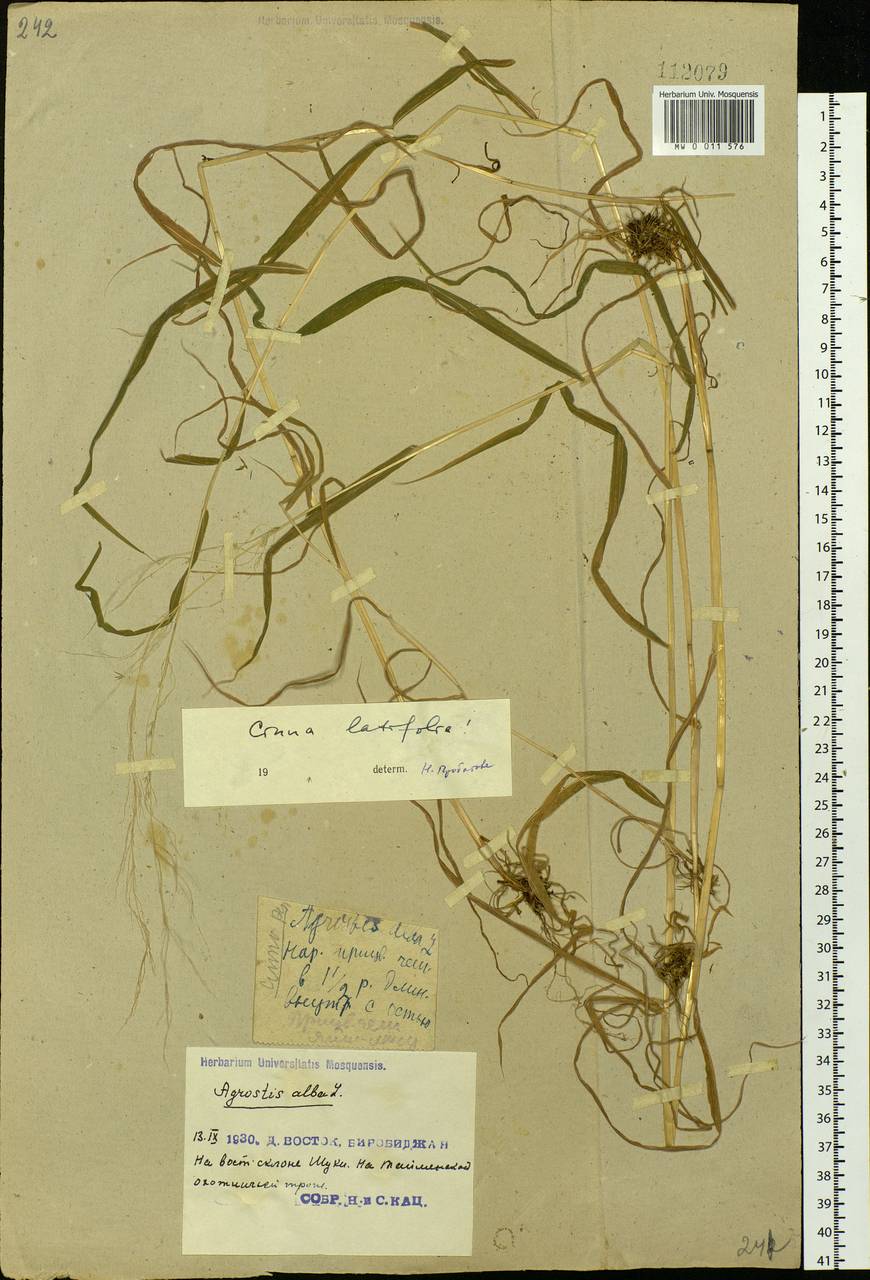 Cinna latifolia (Trevir.) Griseb., Siberia, Russian Far East (S6) (Russia)