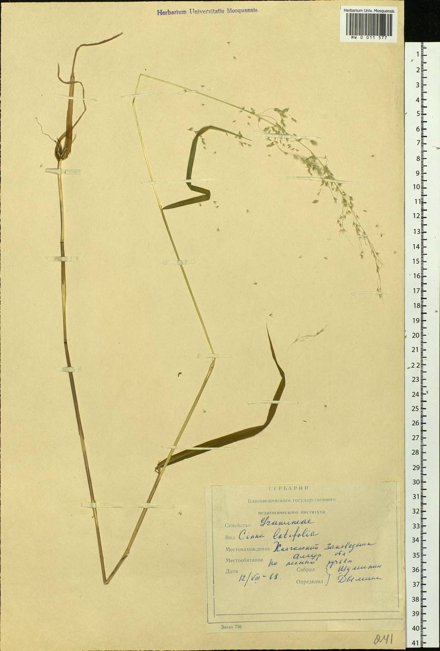 Cinna latifolia (Trevir. ex Göpp.) Griseb., Siberia, Russian Far East (S6) (Russia)