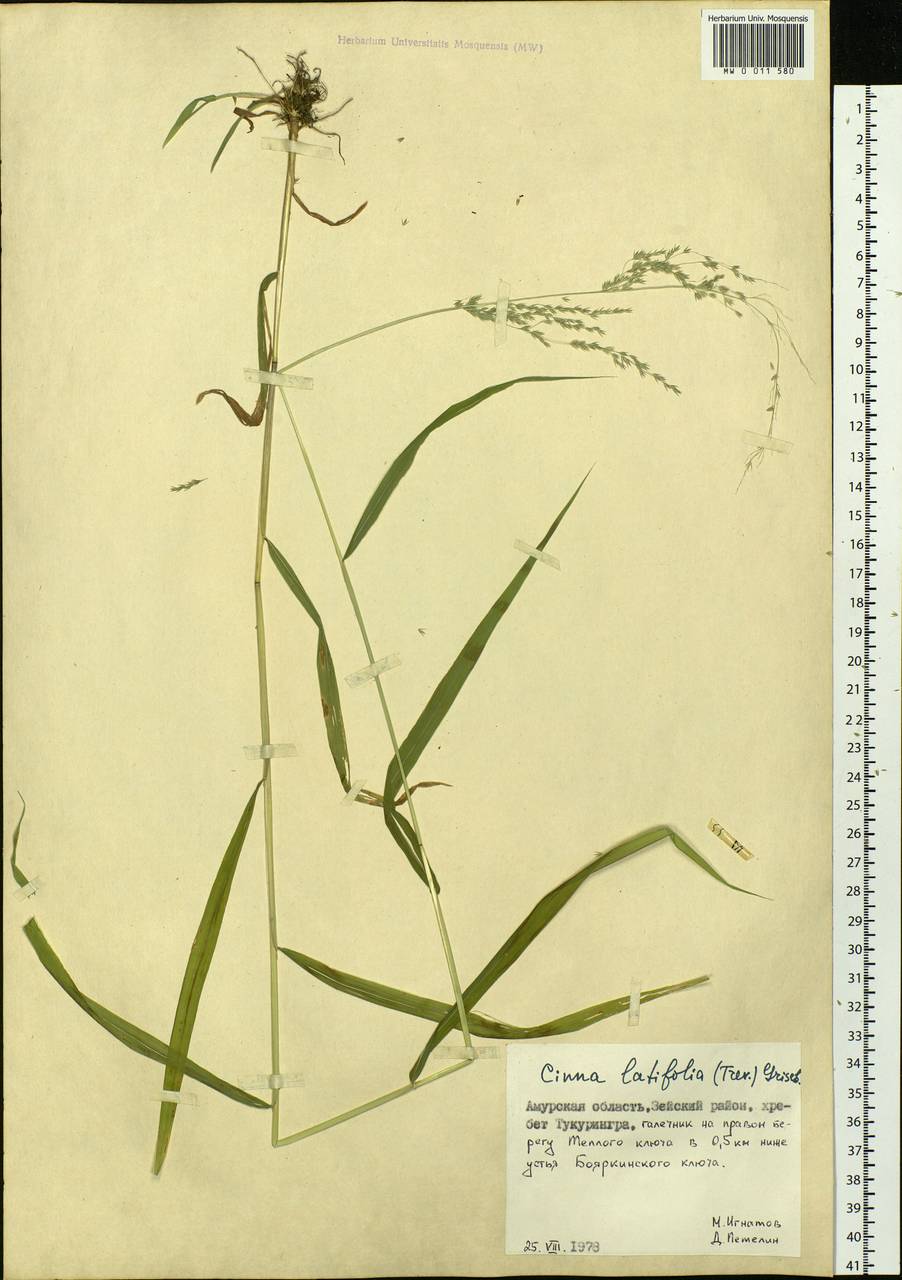 Cinna latifolia (Trevir.) Griseb., Siberia, Russian Far East (S6) (Russia)