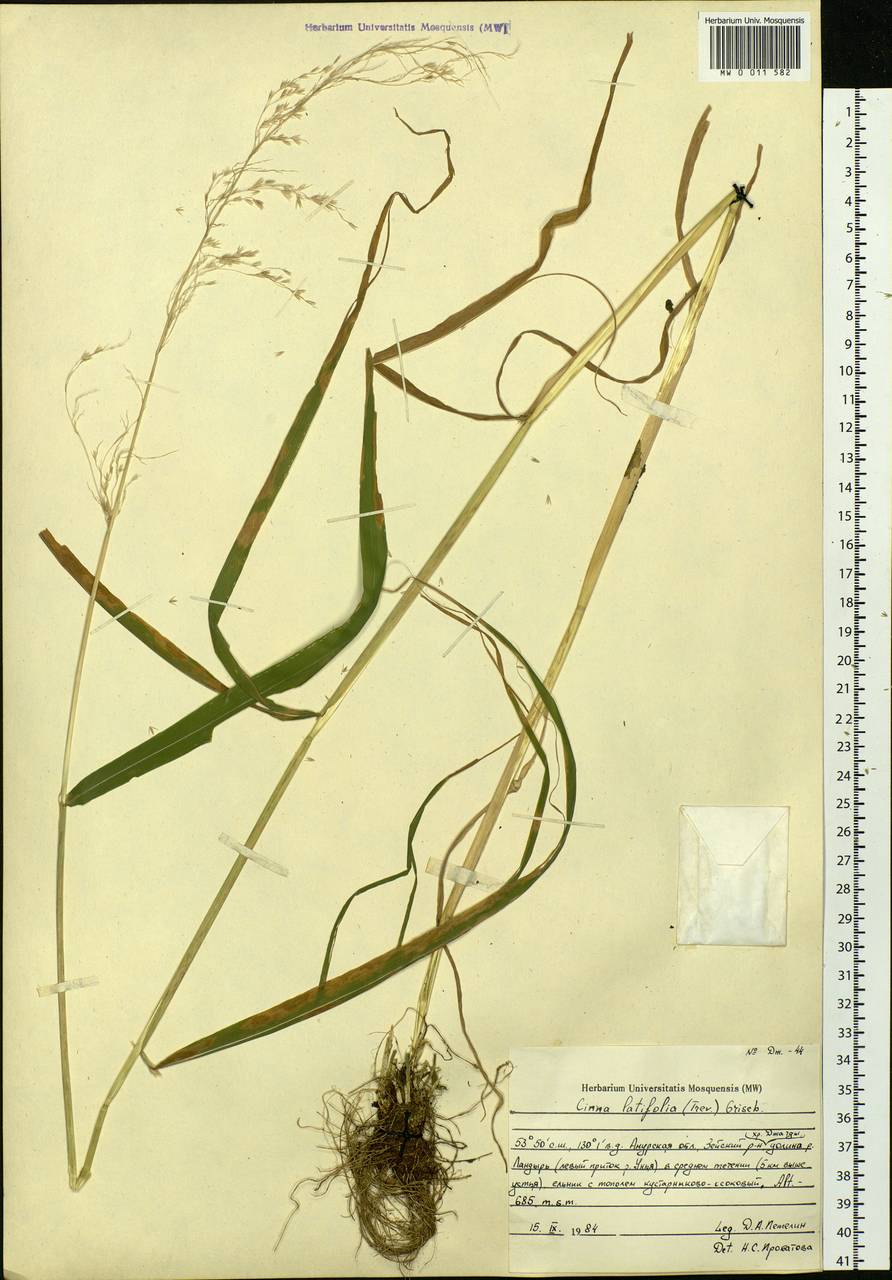 Cinna latifolia (Trevir.) Griseb., Siberia, Russian Far East (S6) (Russia)