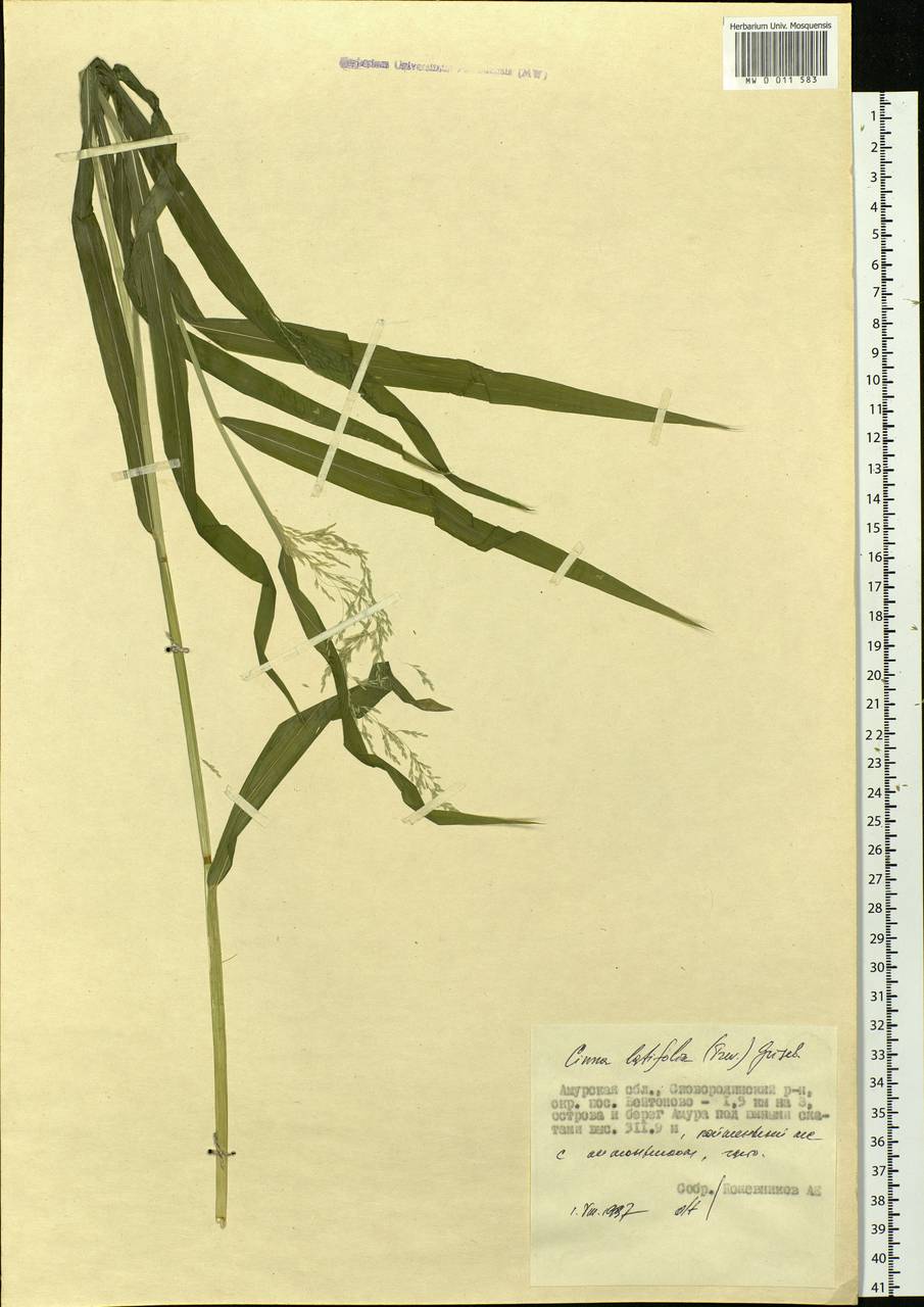Cinna latifolia (Trevir.) Griseb., Siberia, Russian Far East (S6) (Russia)