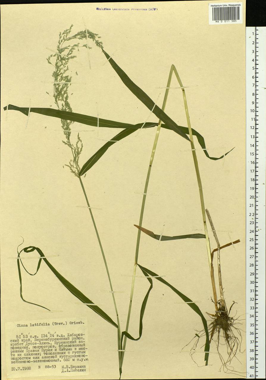 Cinna latifolia (Trevir.) Griseb., Siberia, Russian Far East (S6) (Russia)
