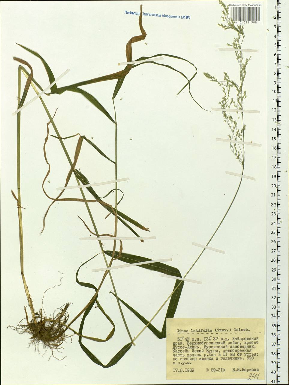 Cinna latifolia (Trevir.) Griseb., Siberia, Russian Far East (S6) (Russia)