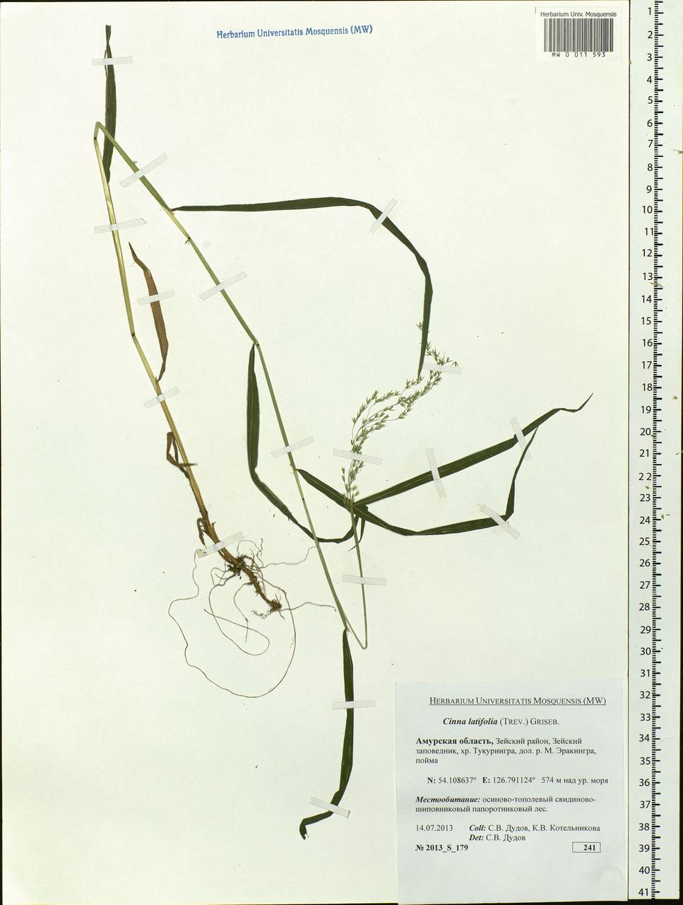 Cinna latifolia (Trevir.) Griseb., Siberia, Russian Far East (S6) (Russia)