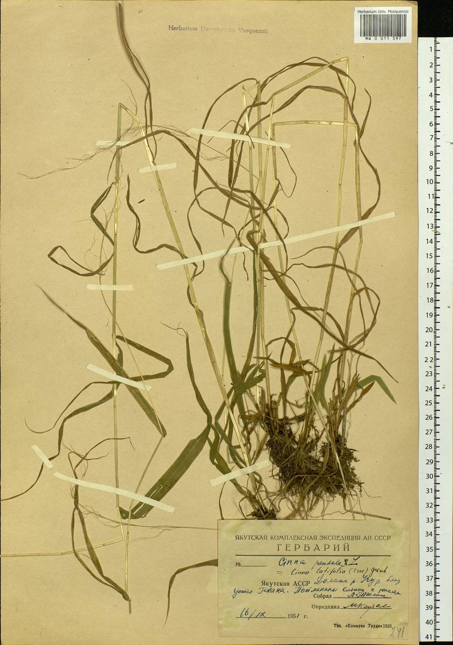Cinna latifolia (Trevir.) Griseb., Siberia, Yakutia (S5) (Russia)