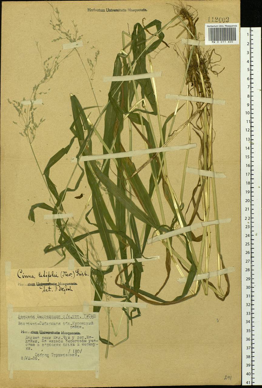 Cinna latifolia (Trevir. ex Göpp.) Griseb., Siberia, Baikal & Transbaikal region (S4) (Russia)