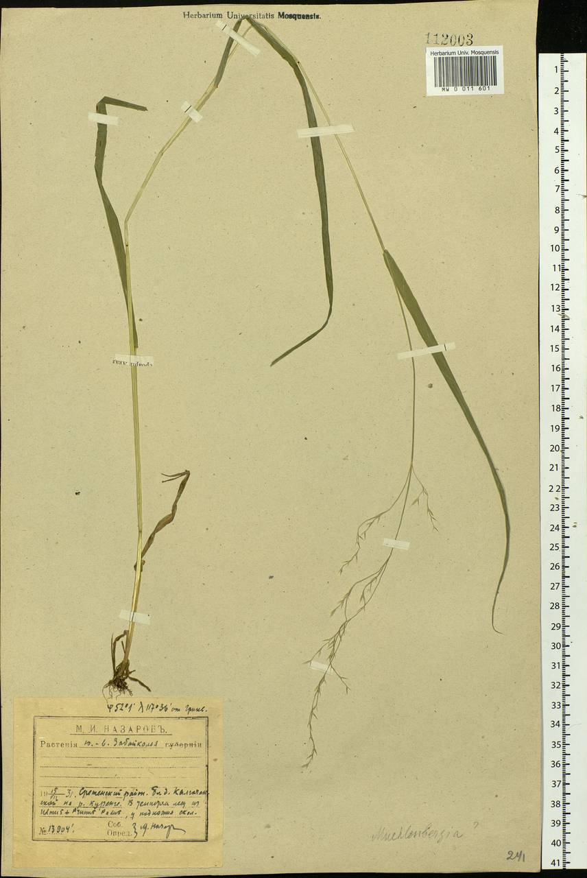 Cinna latifolia (Trevir.) Griseb., Siberia, Baikal & Transbaikal region (S4) (Russia)