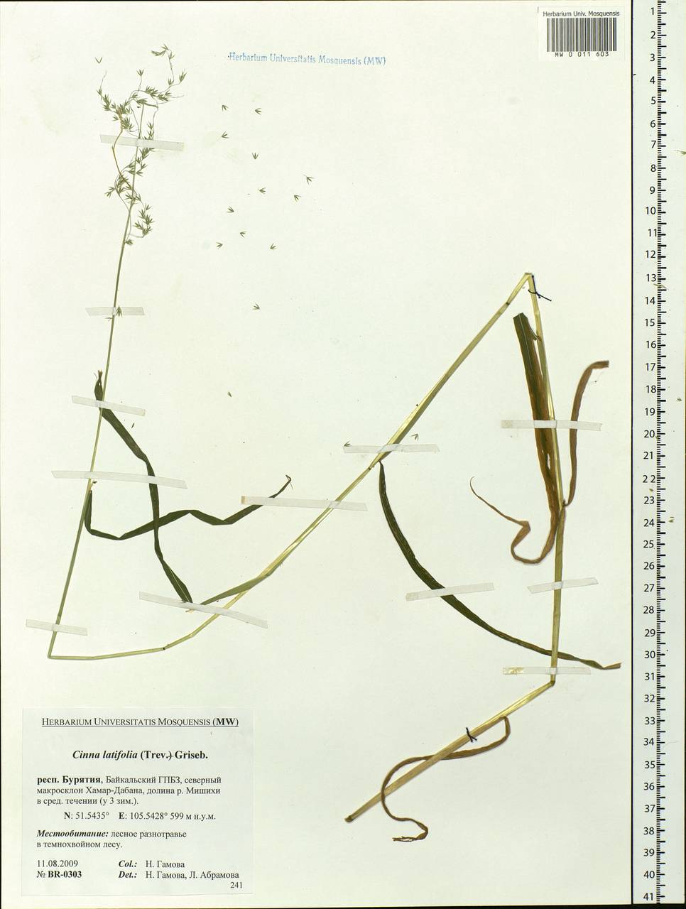 Cinna latifolia (Trevir.) Griseb., Siberia, Baikal & Transbaikal region (S4) (Russia)