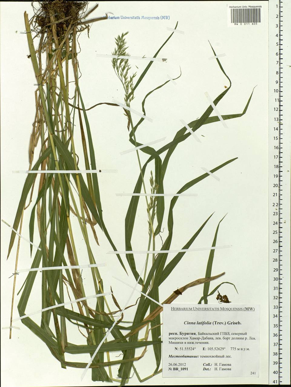 Cinna latifolia (Trevir.) Griseb., Siberia, Baikal & Transbaikal region (S4) (Russia)