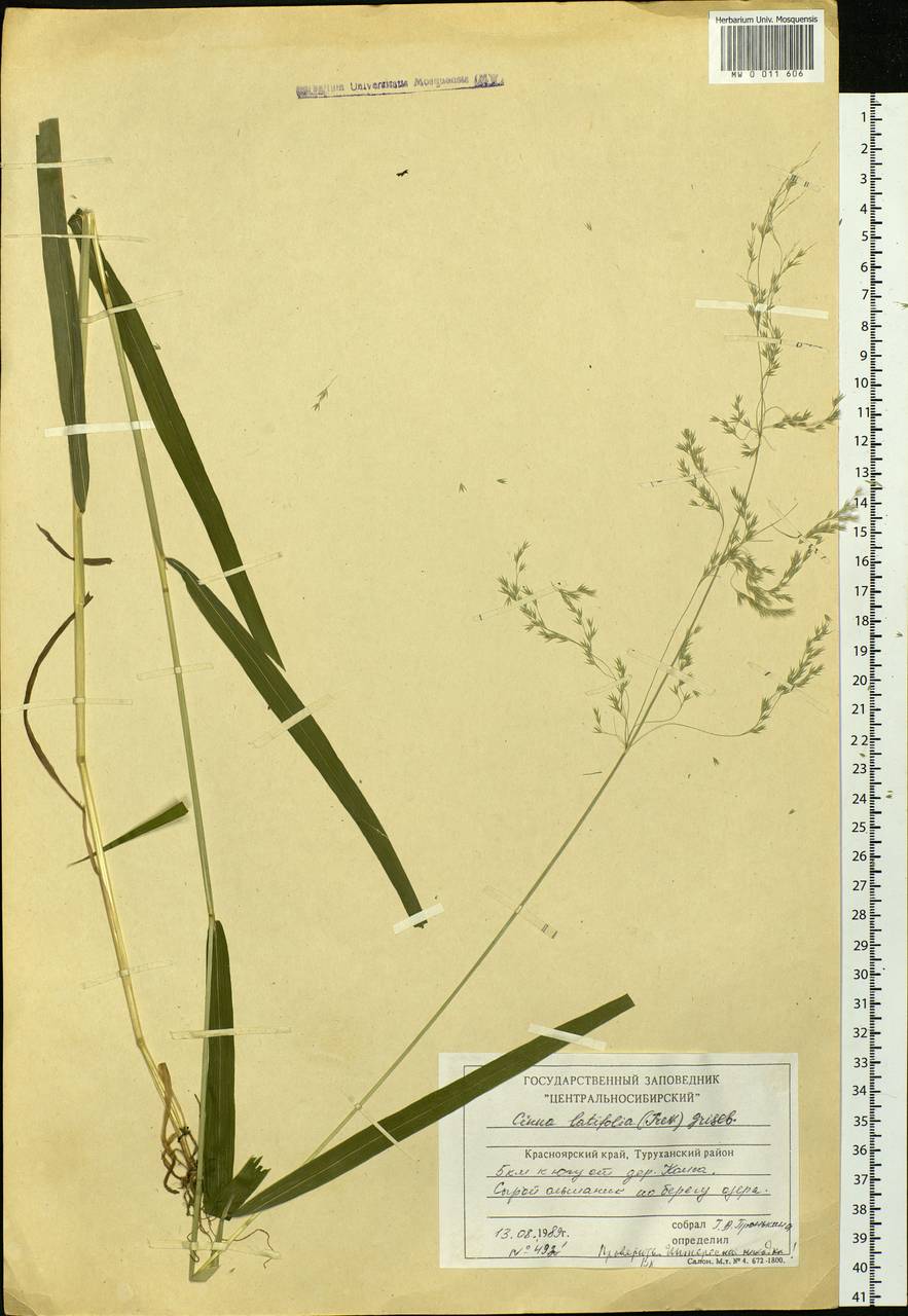 Cinna latifolia (Trevir.) Griseb., Siberia, Central Siberia (S3) (Russia)
