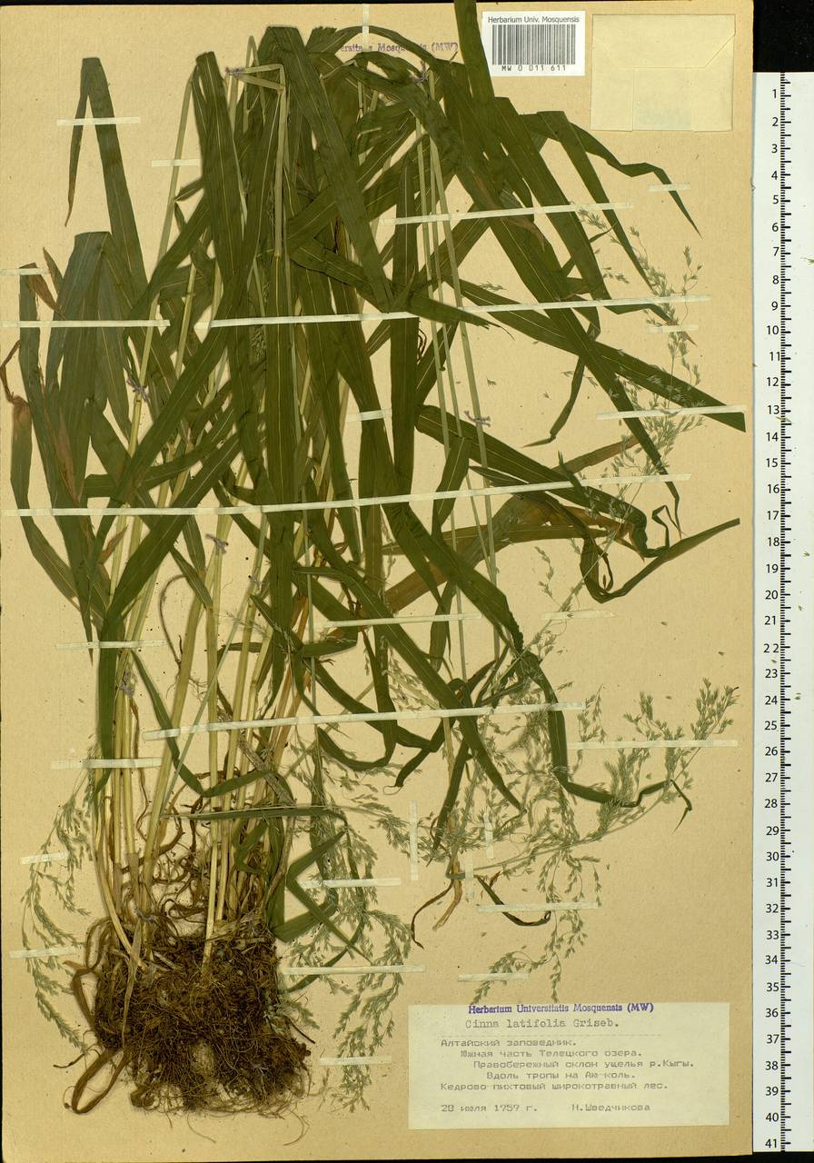 Cinna latifolia (Trevir.) Griseb., Siberia, Altai & Sayany Mountains (S2) (Russia)
