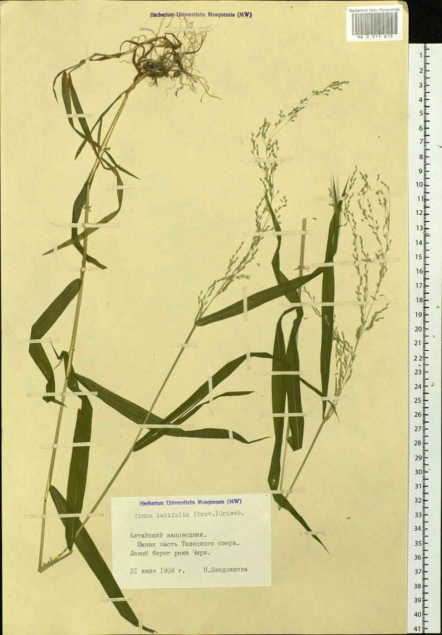Cinna latifolia (Trevir.) Griseb., Siberia, Altai & Sayany Mountains (S2) (Russia)