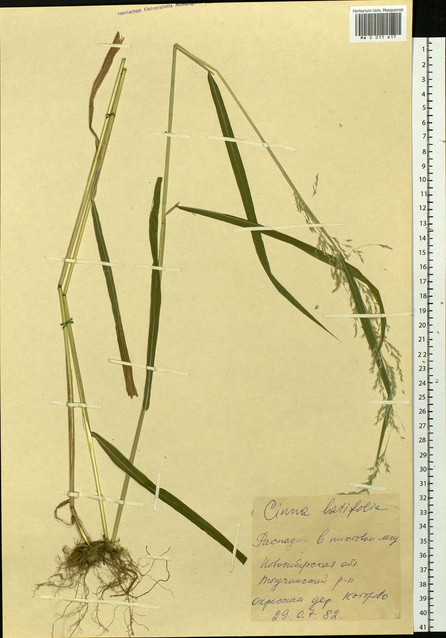 Cinna latifolia (Trevir.) Griseb., Siberia, Western Siberia (S1) (Russia)