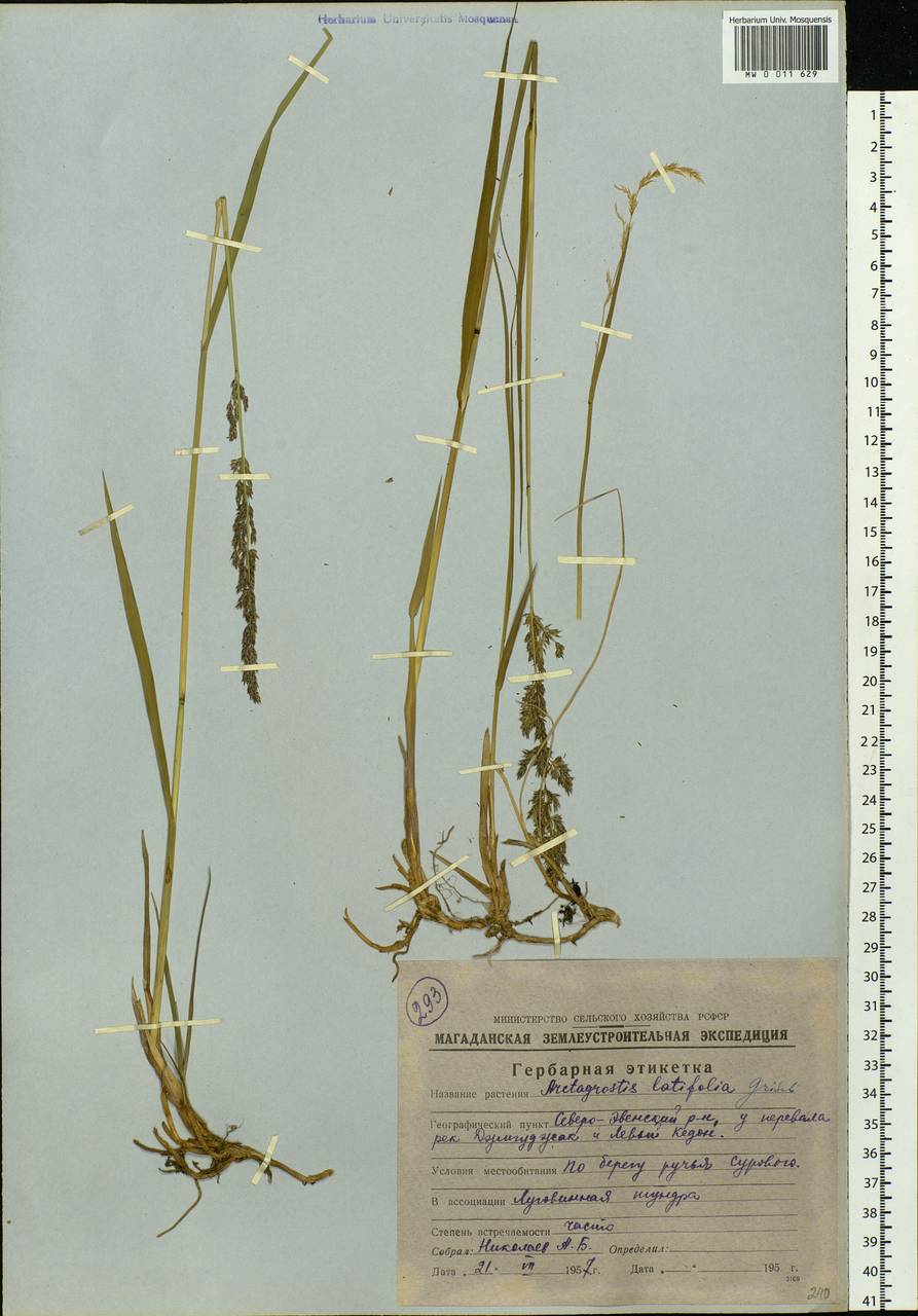 Arctagrostis latifolia (R.Br.) Griseb., Siberia, Chukotka & Kamchatka (S7) (Russia)