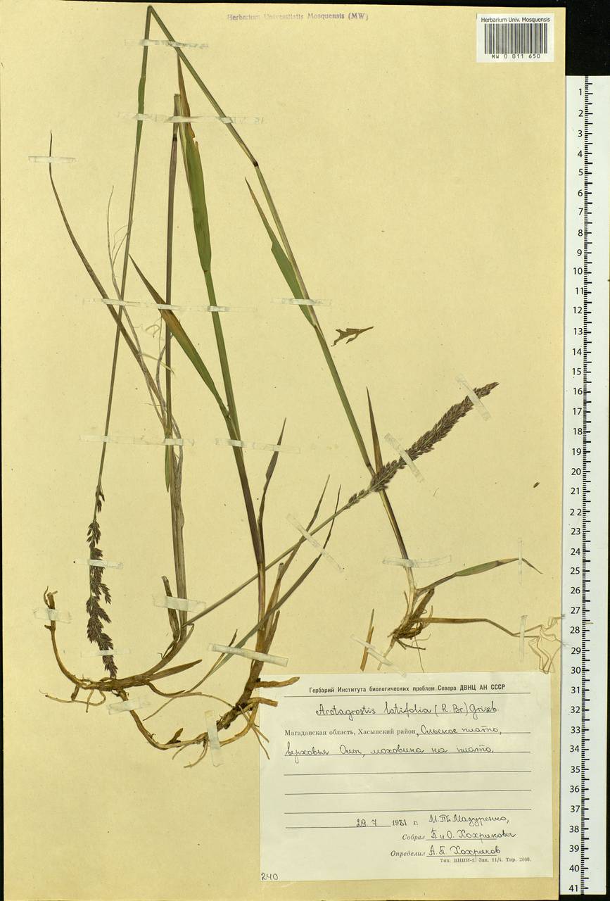 Arctagrostis latifolia (R.Br.) Griseb., Siberia, Chukotka & Kamchatka (S7) (Russia)