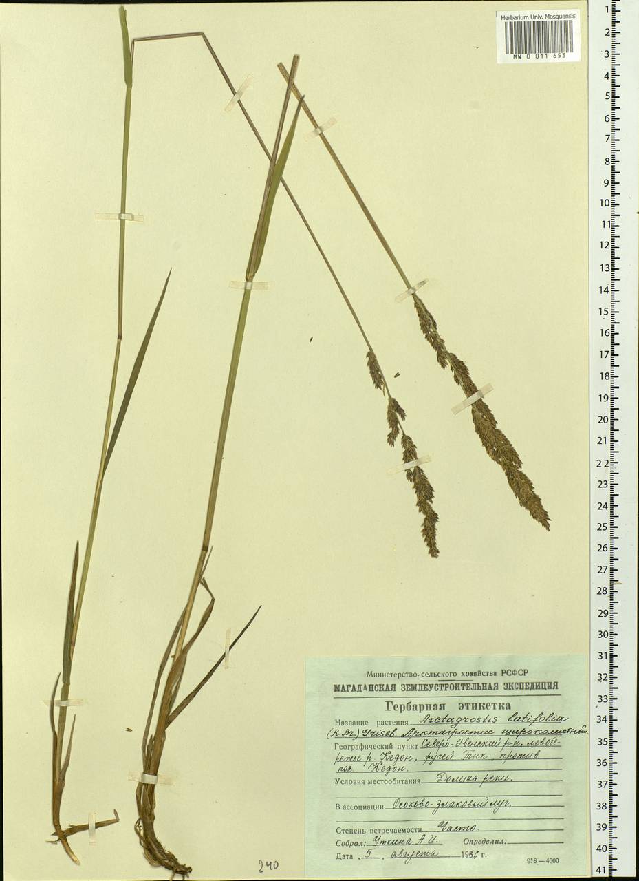 Arctagrostis latifolia (R.Br.) Griseb., Siberia, Chukotka & Kamchatka (S7) (Russia)