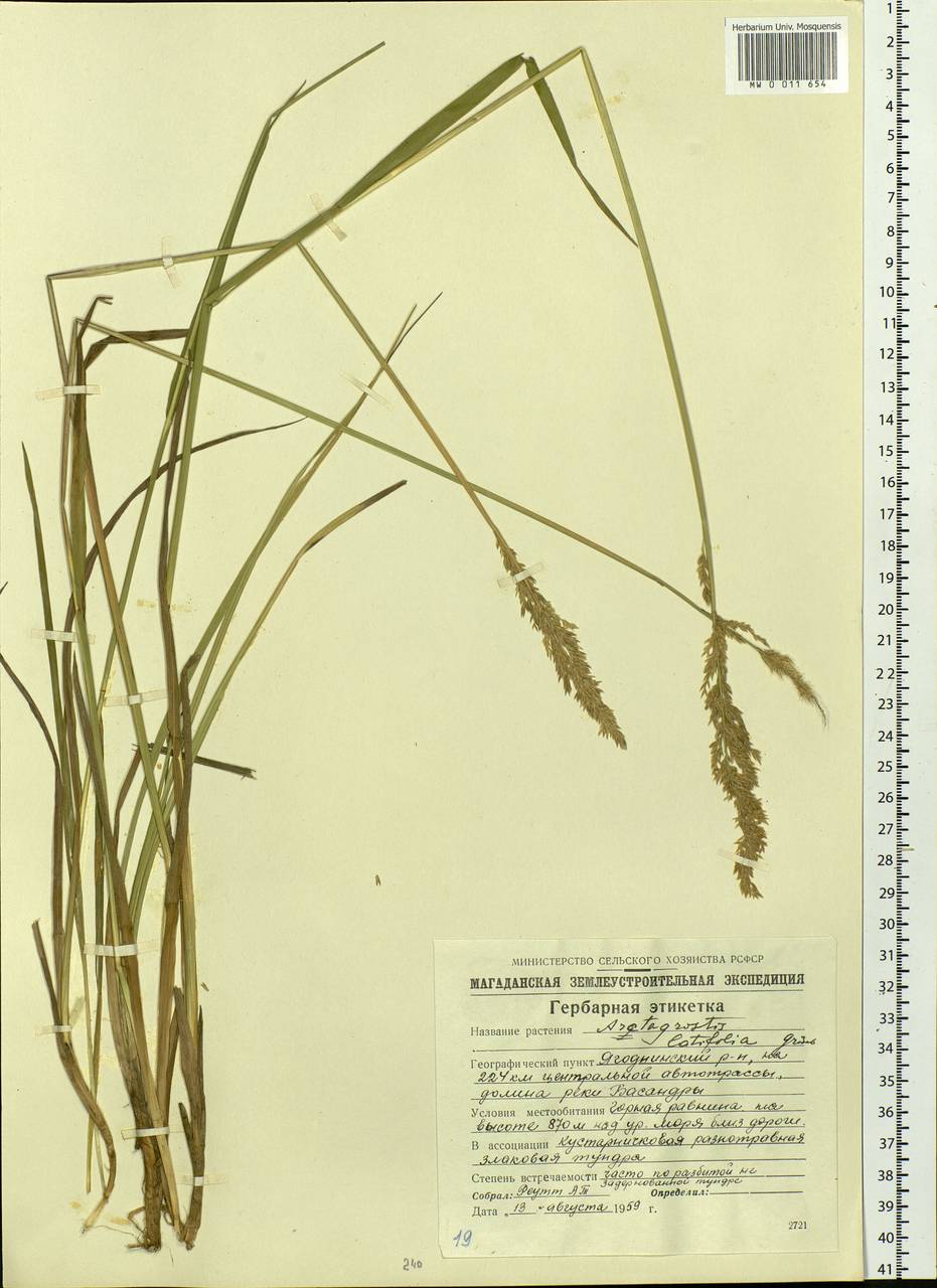 Arctagrostis latifolia (R.Br.) Griseb., Siberia, Chukotka & Kamchatka (S7) (Russia)
