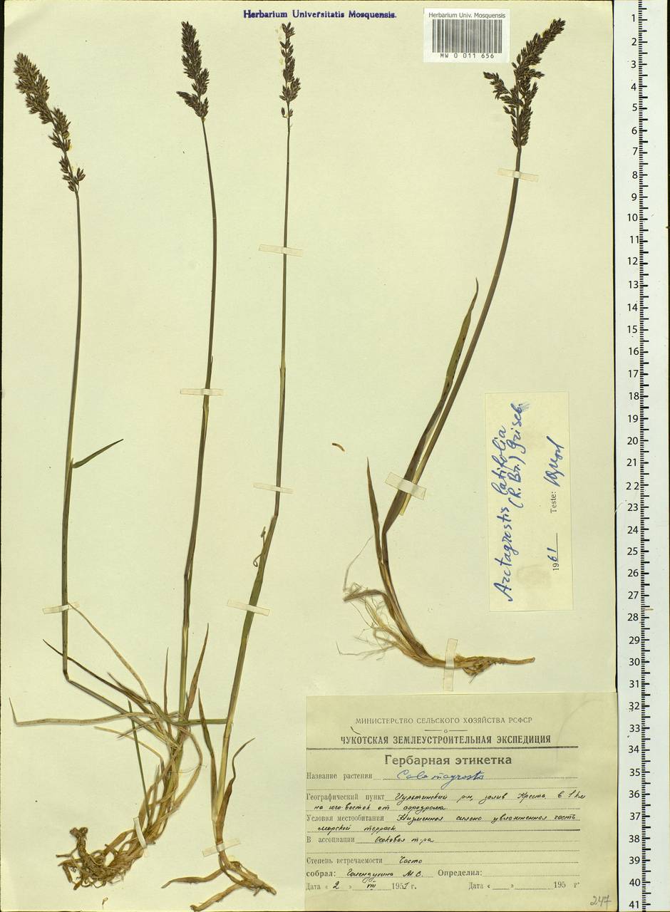 Arctagrostis latifolia (R.Br.) Griseb., Siberia, Chukotka & Kamchatka (S7) (Russia)