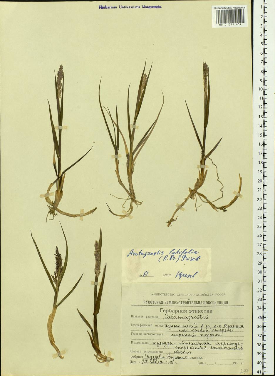 Arctagrostis latifolia (R.Br.) Griseb., Siberia, Chukotka & Kamchatka (S7) (Russia)