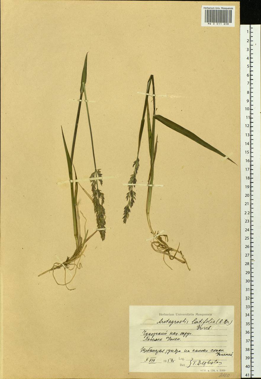 Arctagrostis latifolia (R.Br.) Griseb., Siberia, Chukotka & Kamchatka (S7) (Russia)