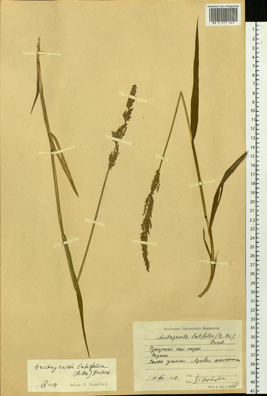 Arctagrostis latifolia (R.Br.) Griseb., Siberia, Chukotka & Kamchatka (S7) (Russia)
