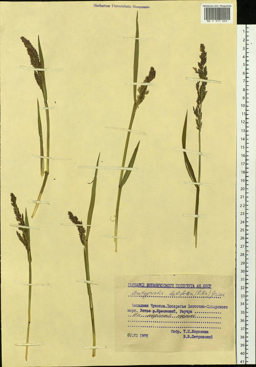 Arctagrostis latifolia (R.Br.) Griseb., Siberia, Chukotka & Kamchatka (S7) (Russia)