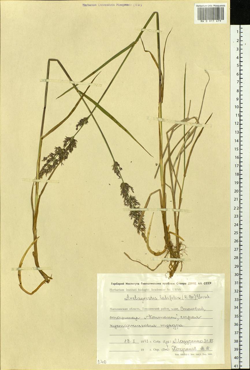 Arctagrostis latifolia (R.Br.) Griseb., Siberia, Chukotka & Kamchatka (S7) (Russia)
