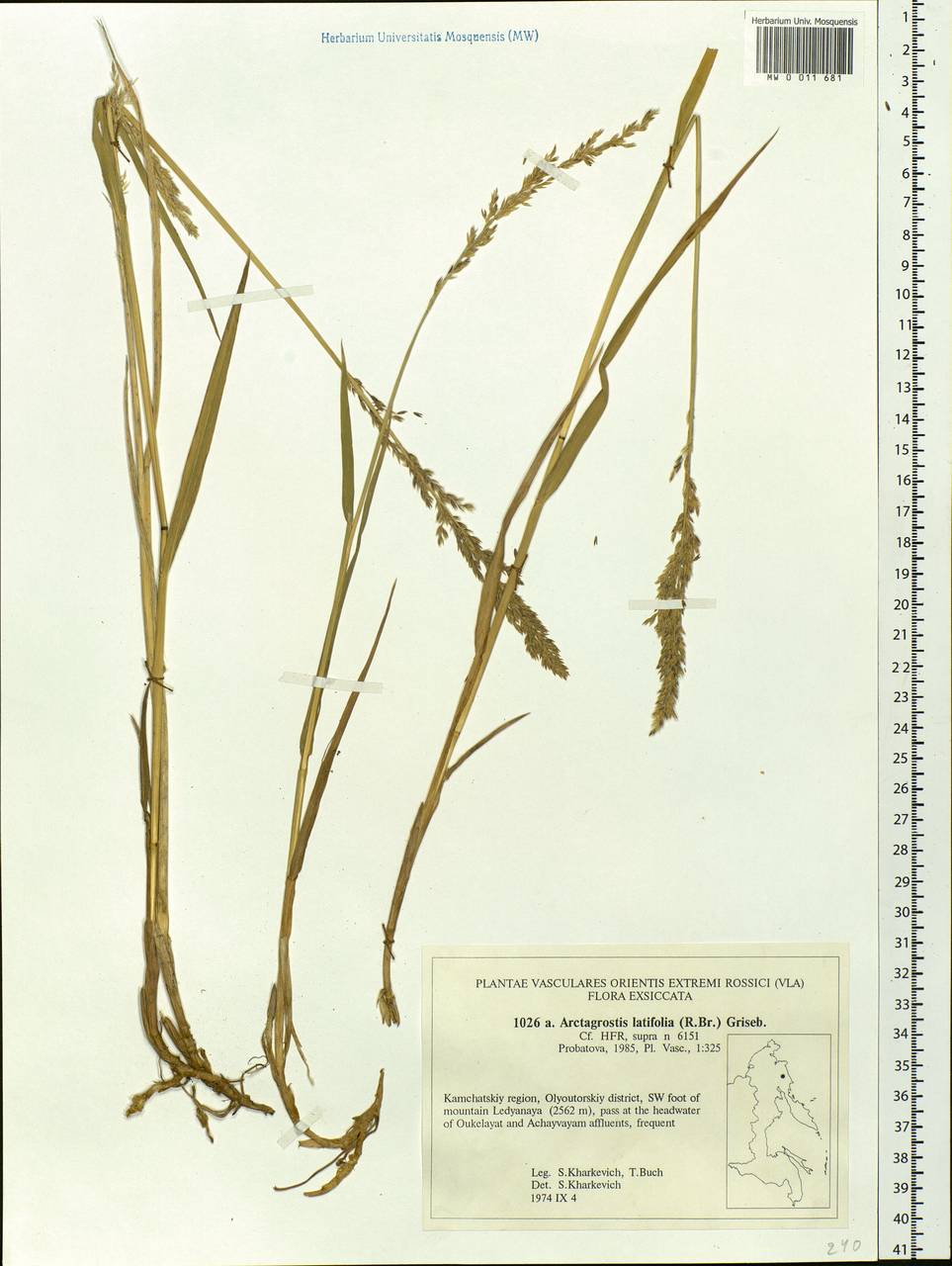 Arctagrostis latifolia (R.Br.) Griseb., Siberia, Chukotka & Kamchatka (S7) (Russia)