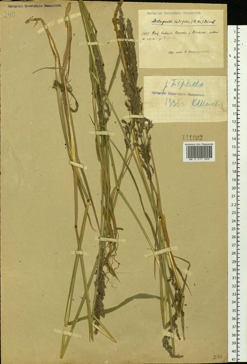 Arctagrostis latifolia (R.Br.) Griseb., Siberia, Chukotka & Kamchatka (S7) (Russia)