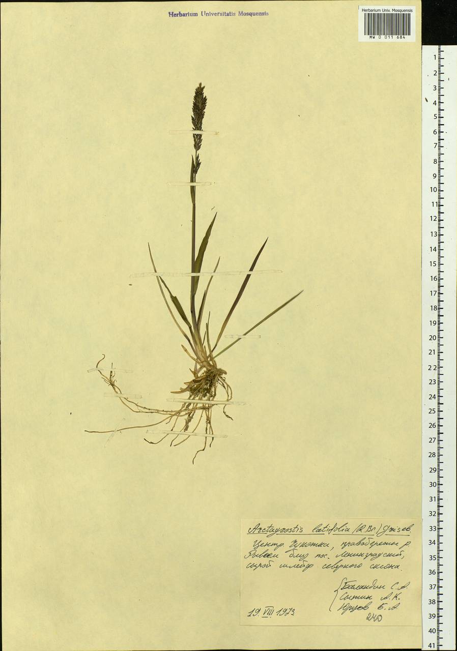 Arctagrostis latifolia (R.Br.) Griseb., Siberia, Chukotka & Kamchatka (S7) (Russia)