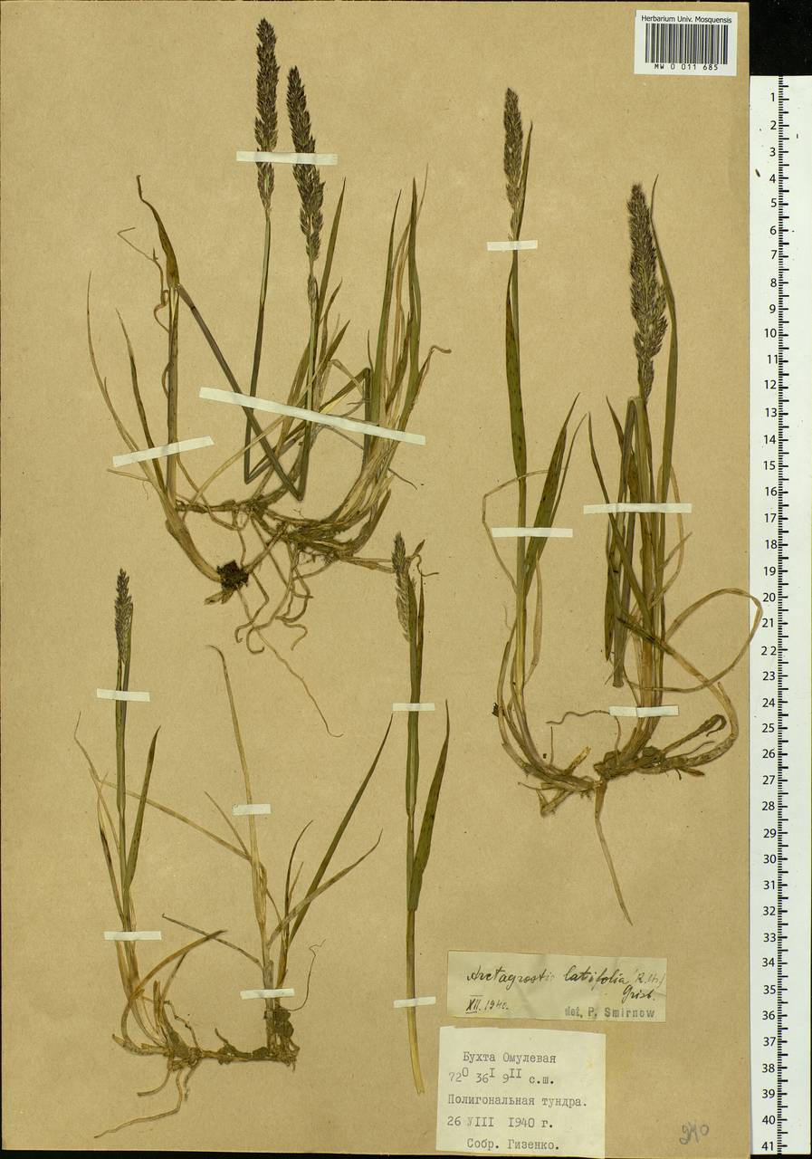 Arctagrostis latifolia (R.Br.) Griseb., Siberia, Central Siberia (S3) (Russia)
