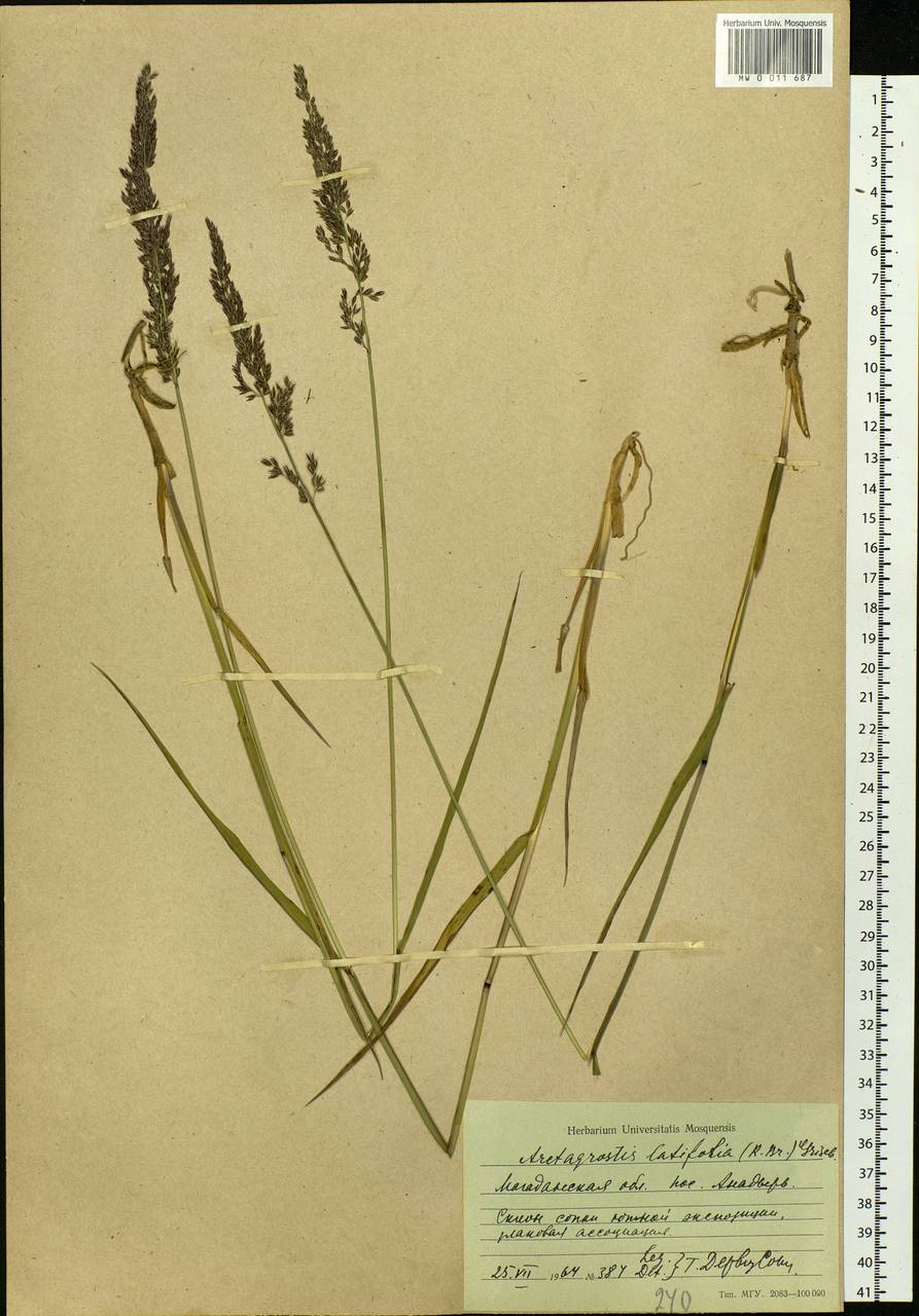 Arctagrostis latifolia (R.Br.) Griseb., Siberia, Chukotka & Kamchatka (S7) (Russia)