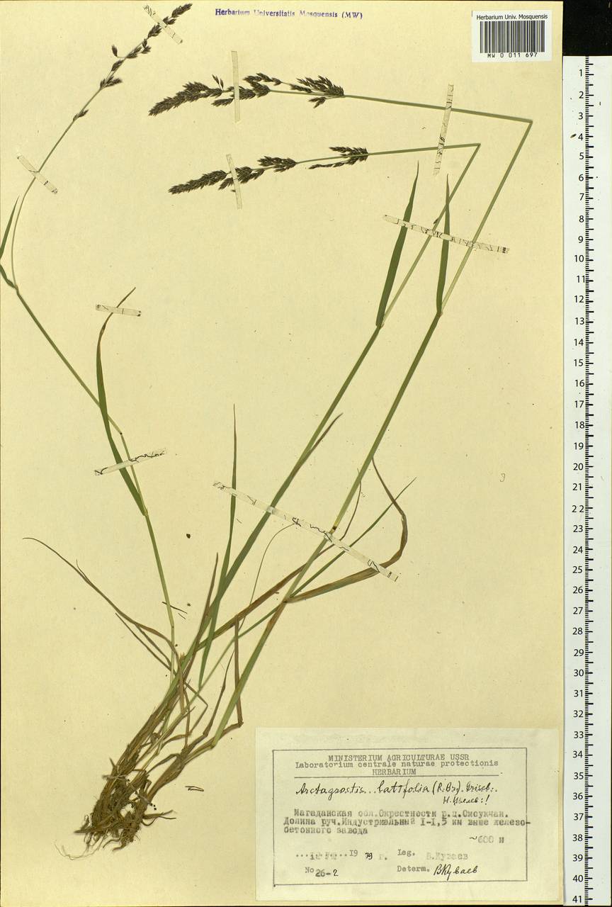 Arctagrostis latifolia (R.Br.) Griseb., Siberia, Chukotka & Kamchatka (S7) (Russia)