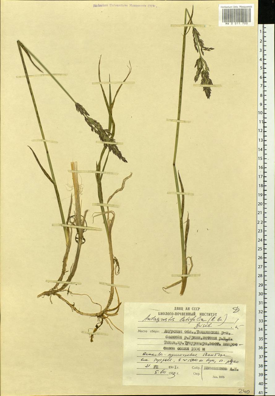 Arctagrostis latifolia (R.Br.) Griseb., Siberia, Russian Far East (S6) (Russia)