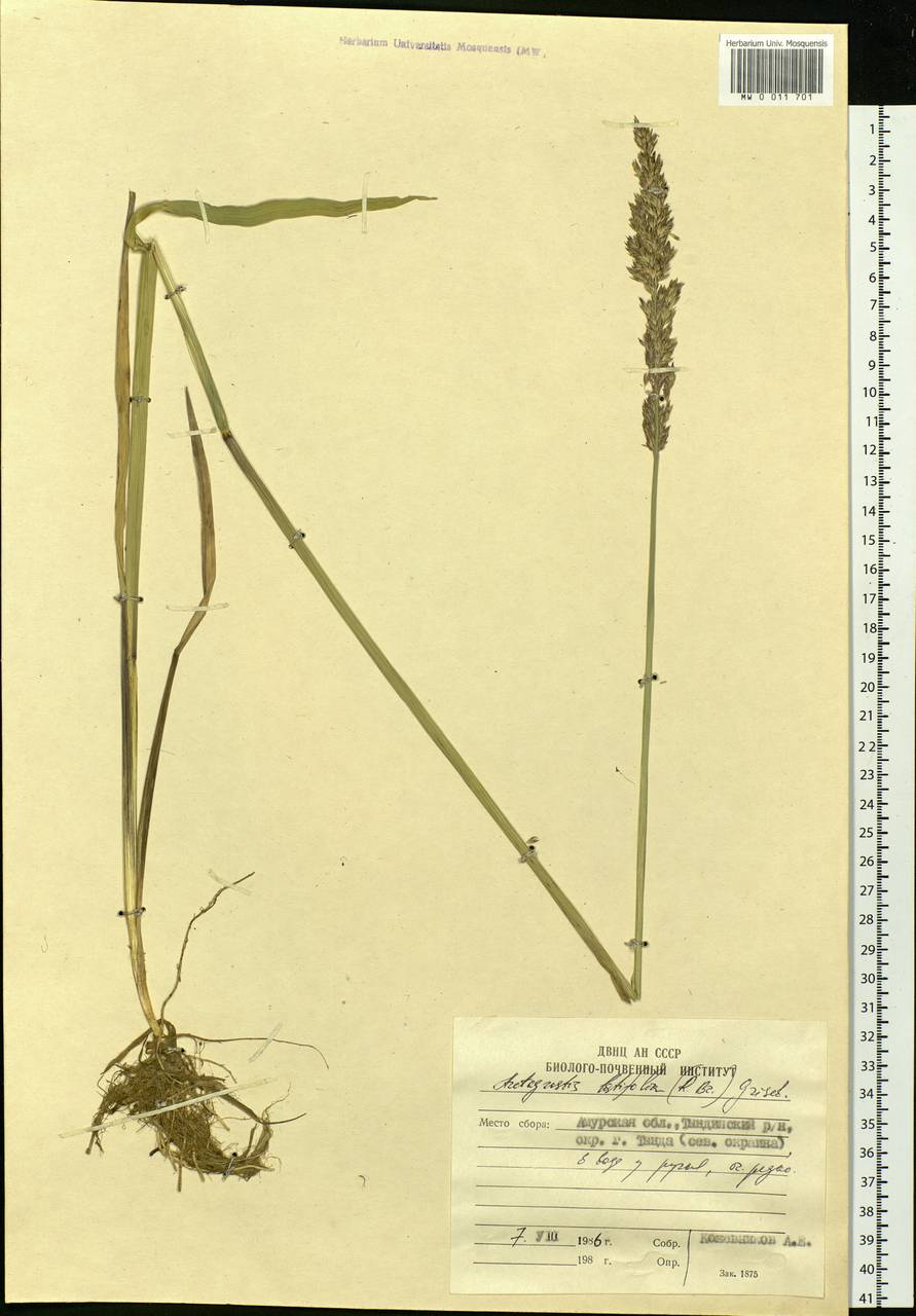 Arctagrostis latifolia (R.Br.) Griseb., Siberia, Russian Far East (S6) (Russia)