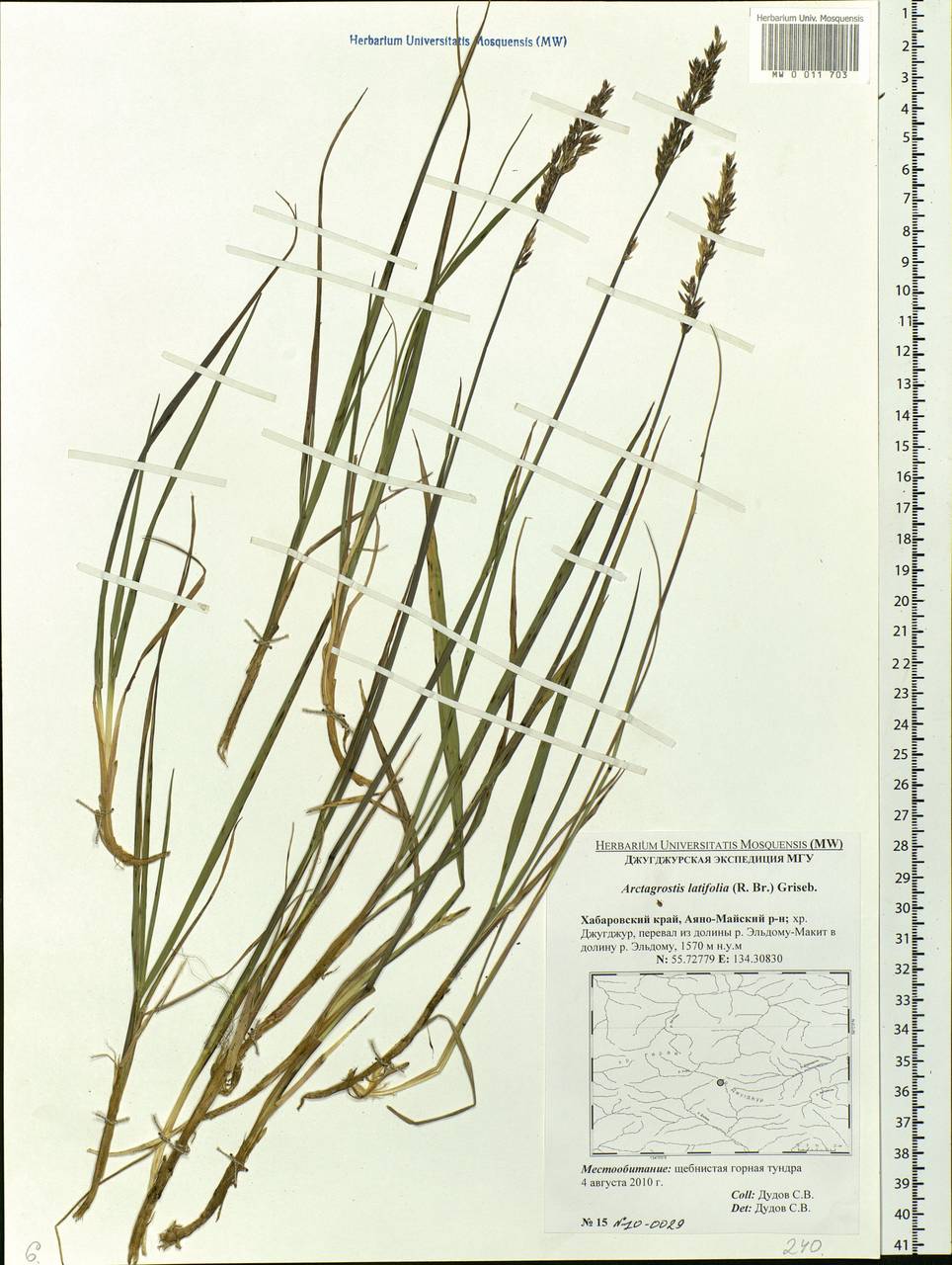 Arctagrostis latifolia (R.Br.) Griseb., Siberia, Russian Far East (S6) (Russia)