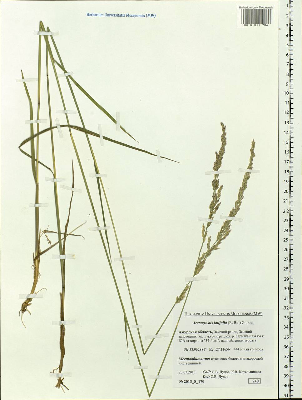 Arctagrostis latifolia (R.Br.) Griseb., Siberia, Russian Far East (S6) (Russia)