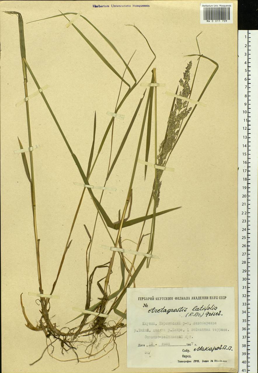 Arctagrostis latifolia (R.Br.) Griseb., Siberia, Yakutia (S5) (Russia)