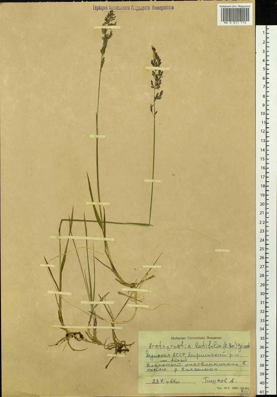 Arctagrostis latifolia (R.Br.) Griseb., Siberia, Yakutia (S5) (Russia)