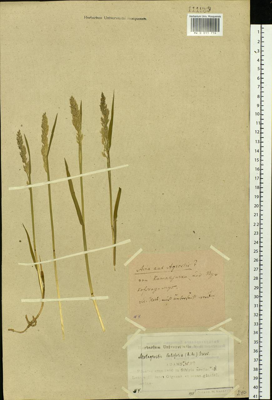 Arctagrostis latifolia (R.Br.) Griseb., Siberia, Yakutia (S5) (Russia)