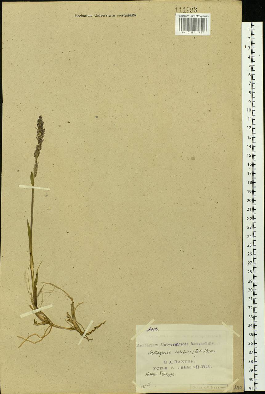 Arctagrostis latifolia (R.Br.) Griseb., Siberia, Yakutia (S5) (Russia)