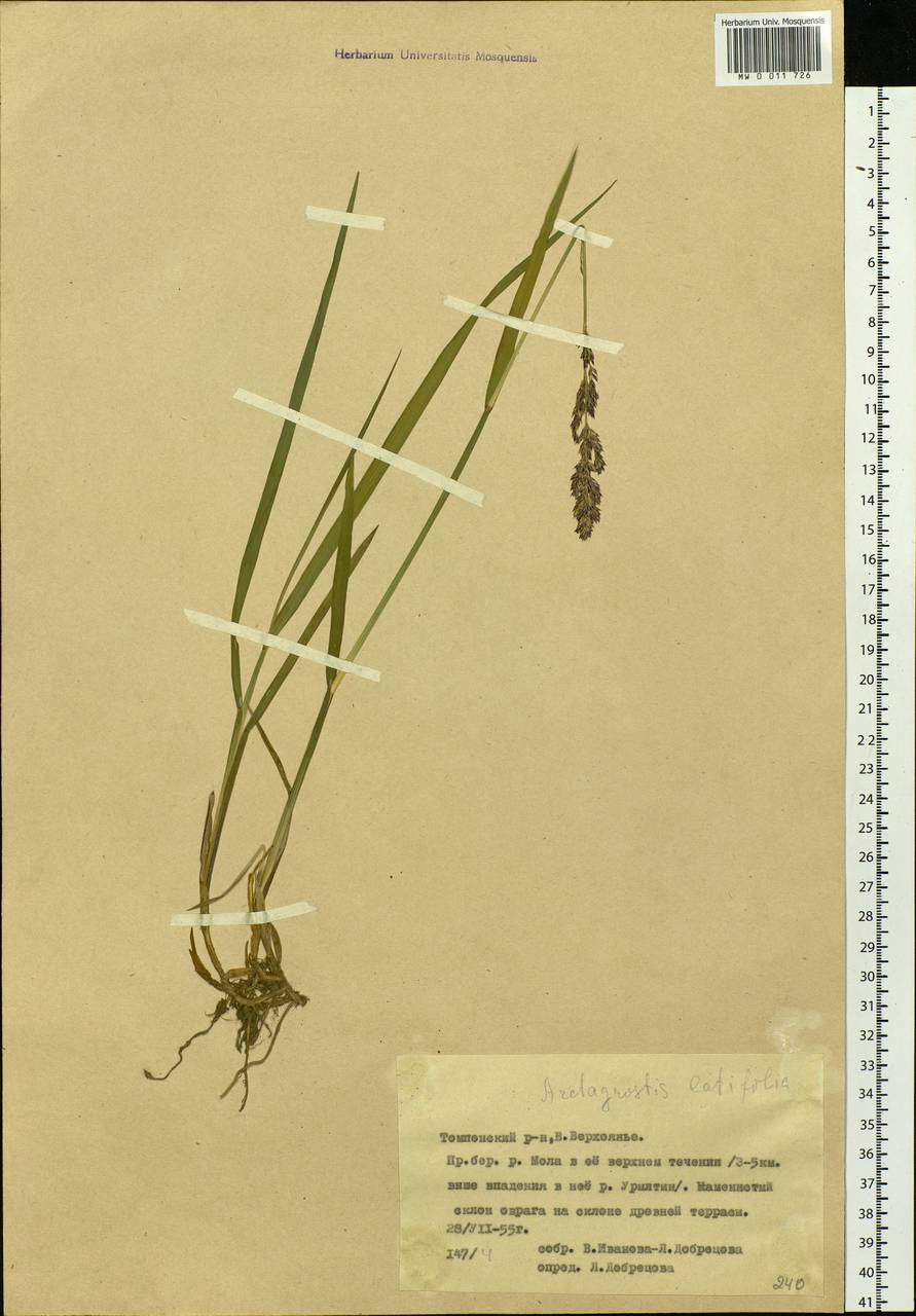 Arctagrostis latifolia (R.Br.) Griseb., Siberia, Yakutia (S5) (Russia)