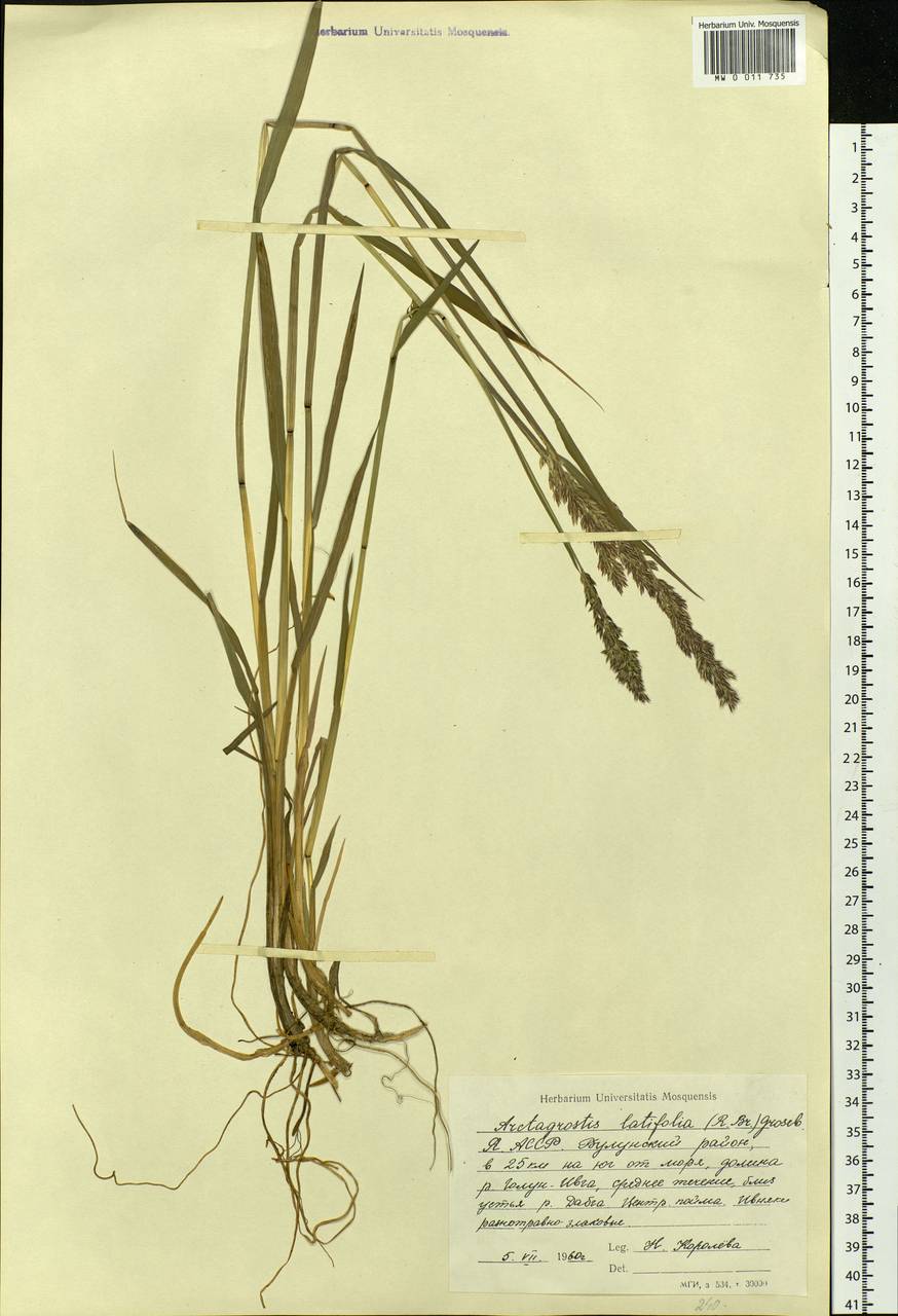 Arctagrostis latifolia (R.Br.) Griseb., Siberia, Yakutia (S5) (Russia)