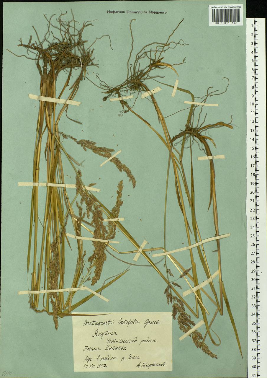 Arctagrostis latifolia (R.Br.) Griseb., Siberia, Yakutia (S5) (Russia)