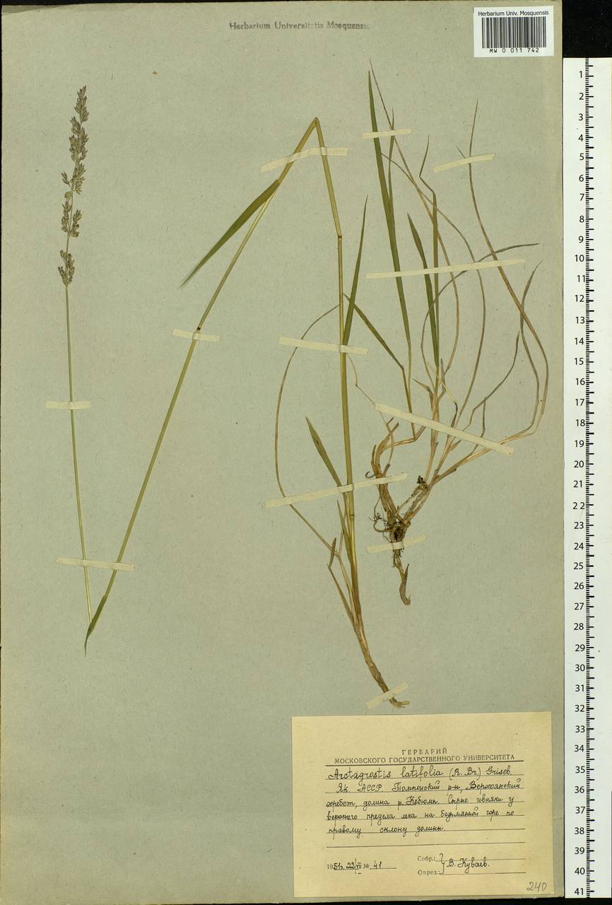 Arctagrostis latifolia (R.Br.) Griseb., Siberia, Yakutia (S5) (Russia)