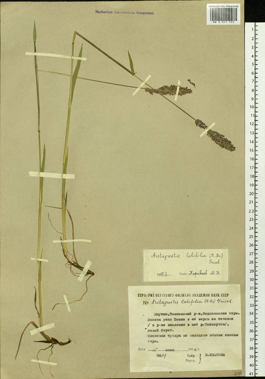 Arctagrostis latifolia (R.Br.) Griseb., Siberia, Yakutia (S5) (Russia)