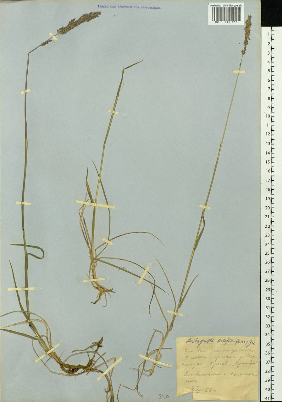 Arctagrostis latifolia (R.Br.) Griseb., Siberia, Yakutia (S5) (Russia)